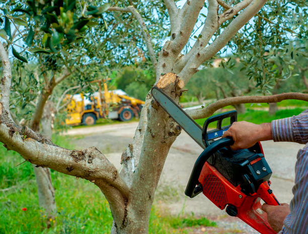 Best Affordable Tree Cutting  in Etna, PA